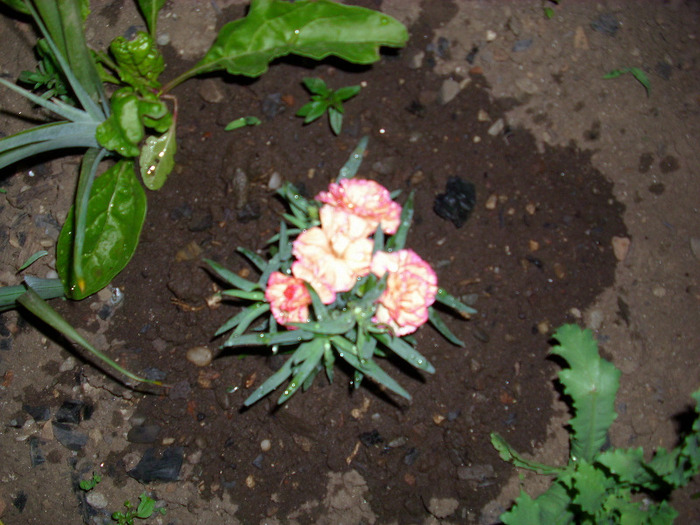 IMG_3234 - gradina mea 2011