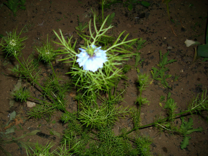 IMG_3236 - gradina mea 2011