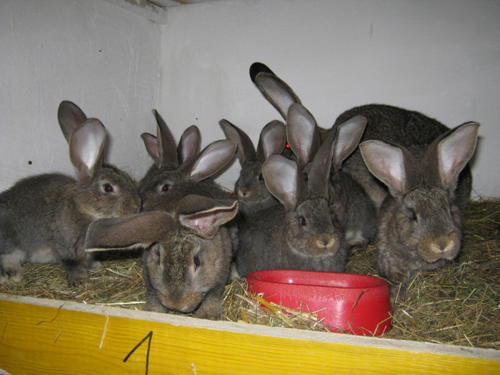 tel-0743570095 fam-Broasca -Br