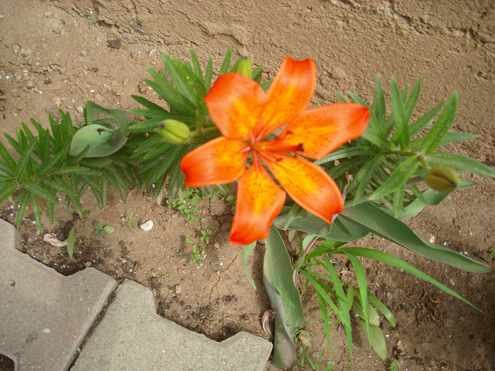 IMG_3266 - gradina mea 2011