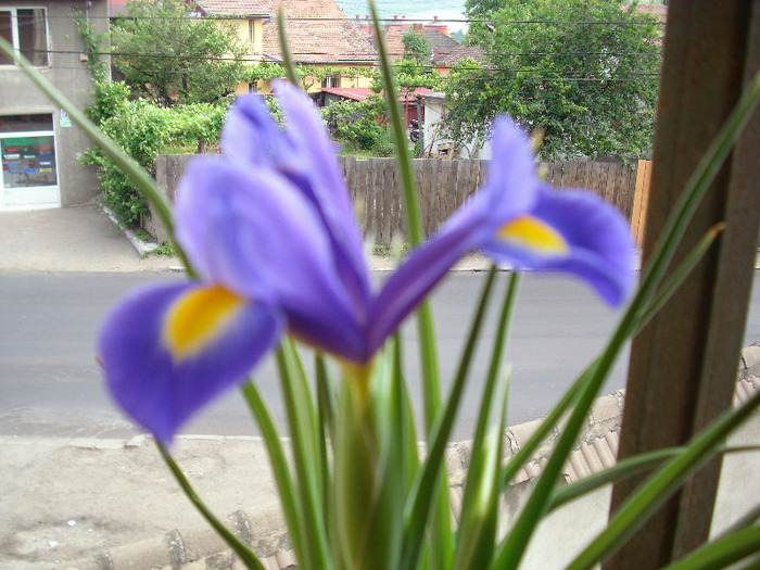 IMG_3269 - gradina mea 2011