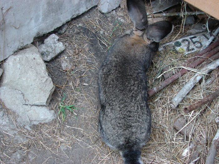 FEMELA GESTANTA DE VANZARE - FEMELE SI PUI 2011