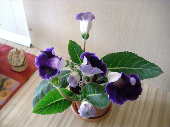 IMG_3243 - gloxinia 2011