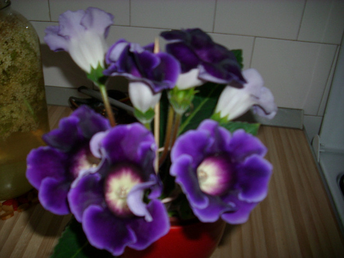 IMG_3273 - gloxinia 2011