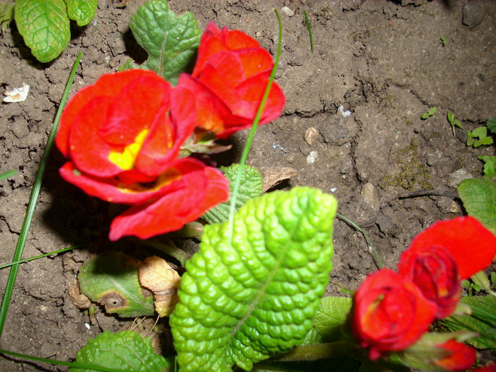 primula aucalis - gradina mea 2011