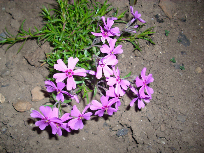 IMG_3158 - gradina mea 2011