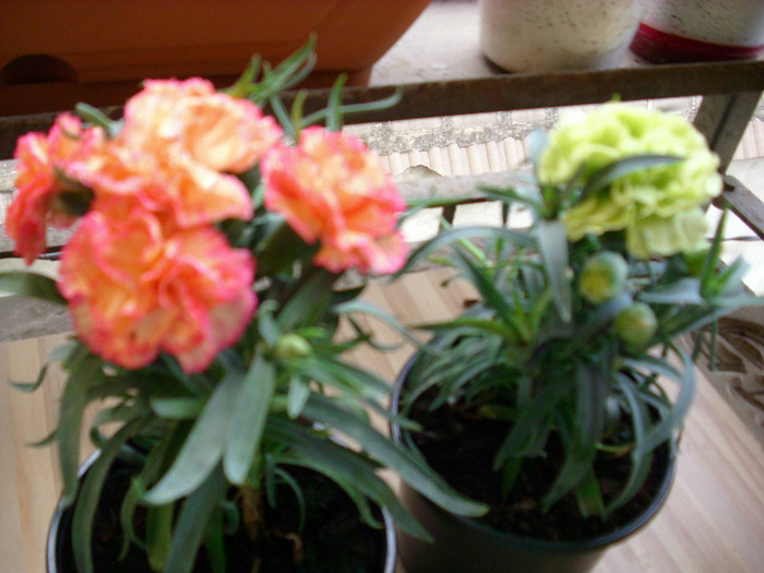 garofite -  plantate  in gradina - gradina mea 2011