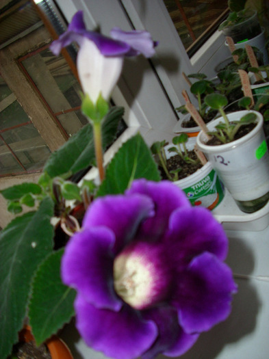 IMG_3176 - gloxinia 2011