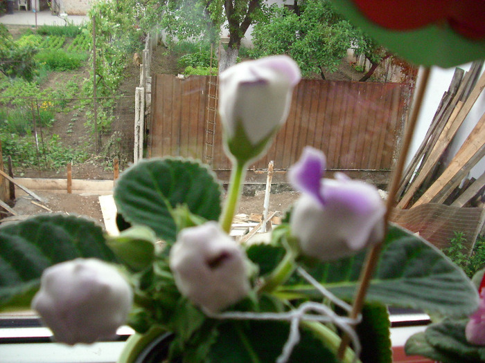 Burgundy Queen - gloxinia 2011