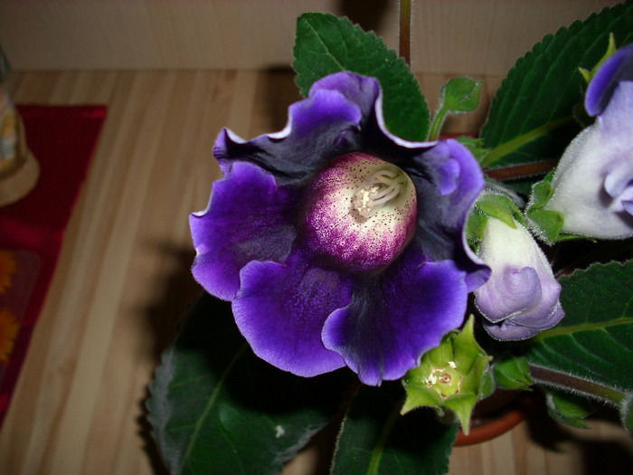 IMG_3241 - gloxinia 2011