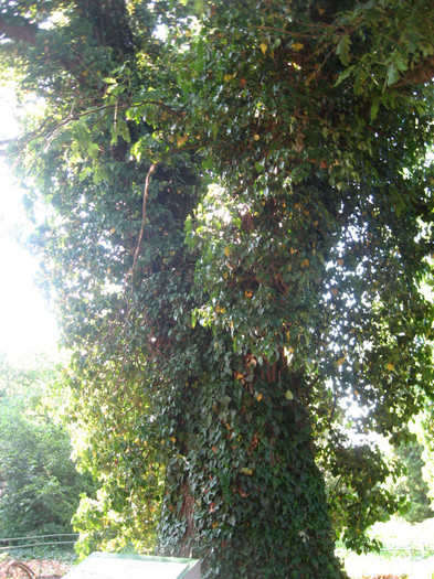 IMG_0826 - gradina botanica Macea 2011