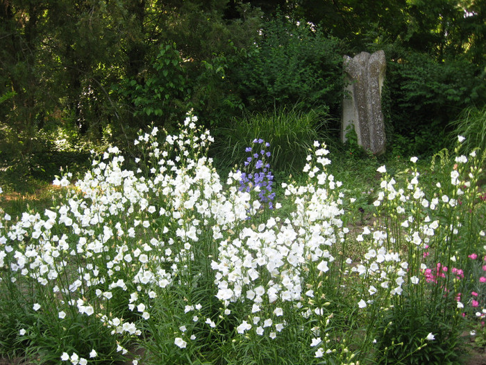 IMG_0829 - gradina botanica Macea 2011