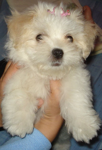 Picture 451 - frumusica bijou