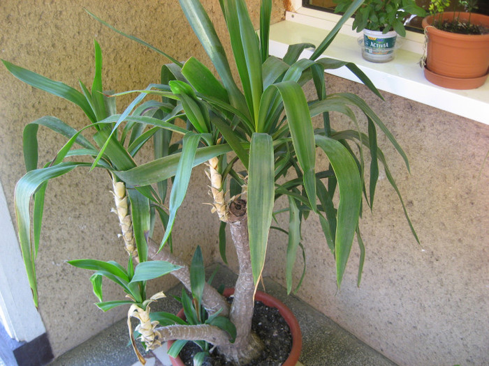 IMG_0748 - plante de gradina si terasa 2011