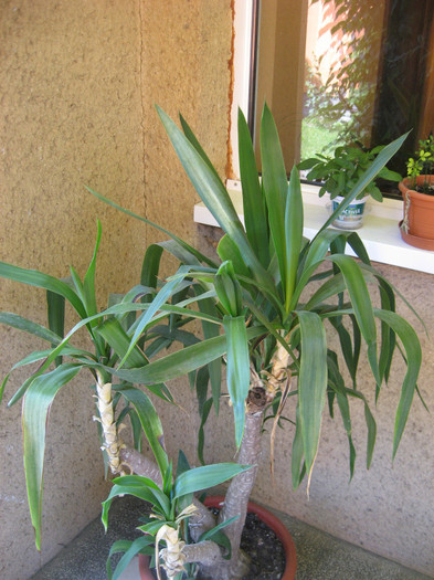 IMG_0749 - plante de gradina si terasa 2011
