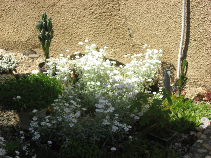 IMG_0754 - plante de gradina si terasa 2011