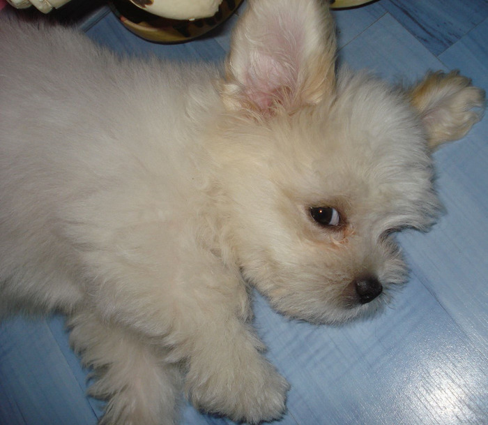 Picture 445 - frumusica bijou