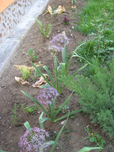 IMG_0802 - plante de gradina si terasa 2011