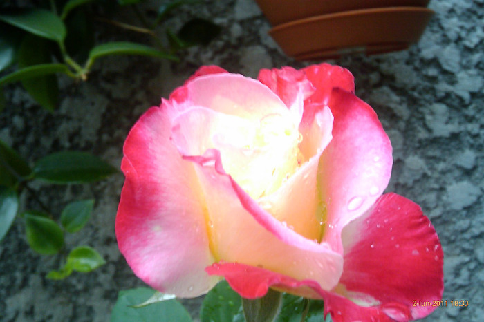 trandafir parfumat double delight - 0 gradina mea 2011