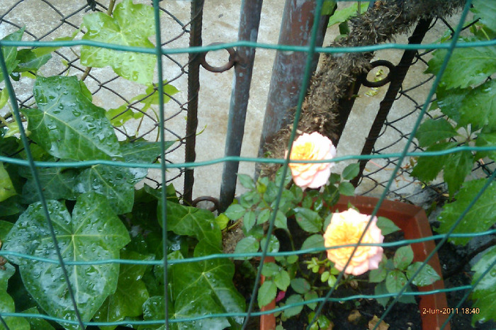 trandafiri mini - 0 gradina mea 2011