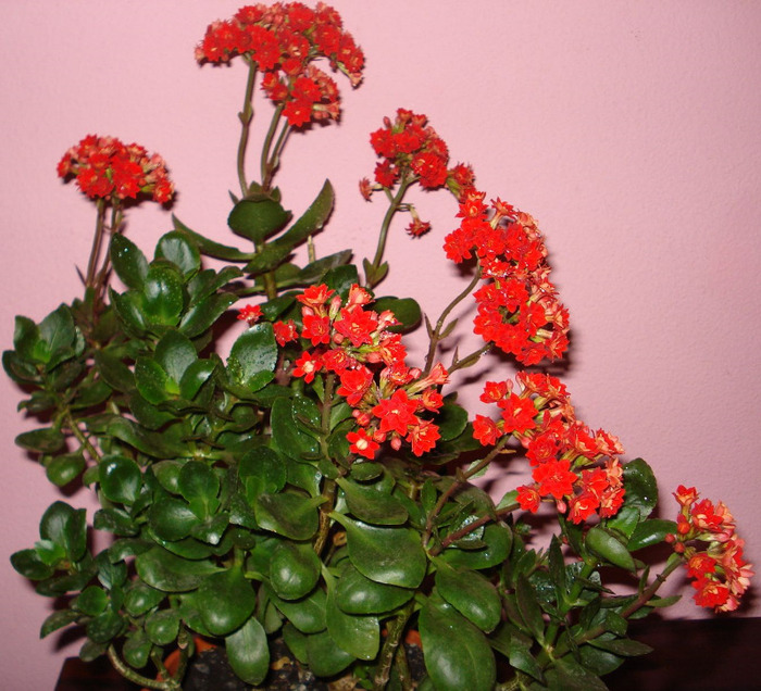 Picture 456 - kalanchoe 2010-2011