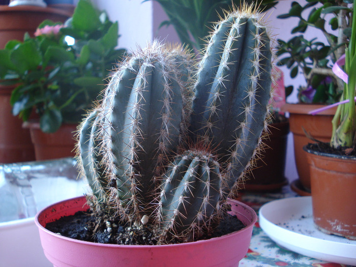 cactus - flori diverse 2011