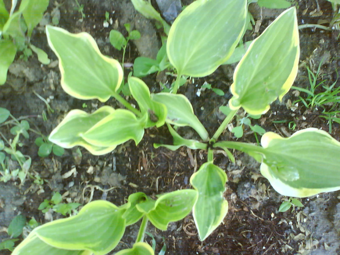 DSC05461-15 lei radacina - Hosta -de vanzare