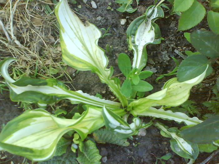 DSC05463-15 lei radacina - Hosta -de vanzare