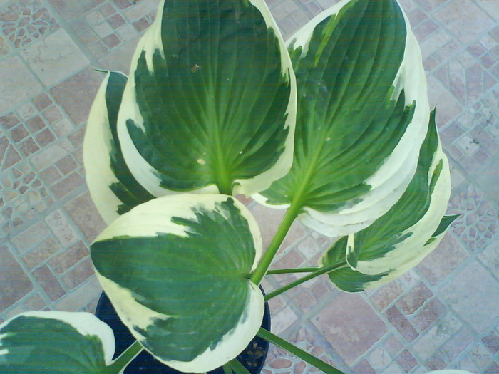 DSC05457 - hosta