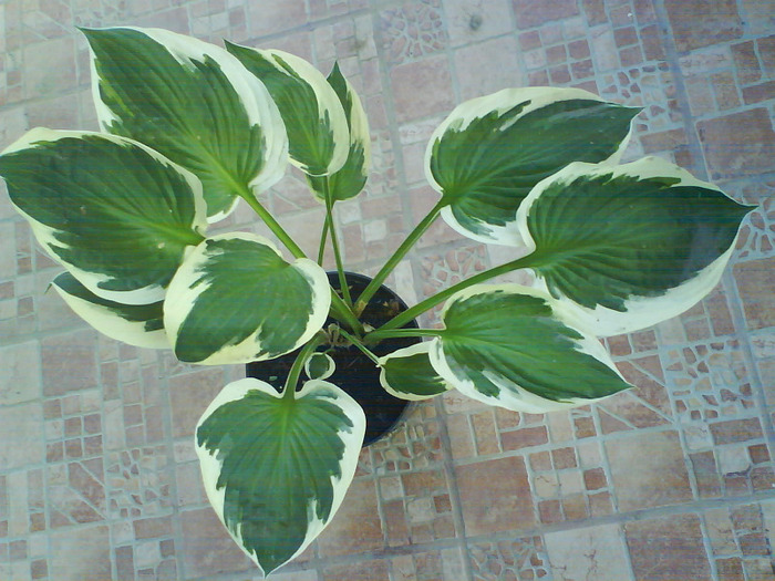 DSC05458 - hosta