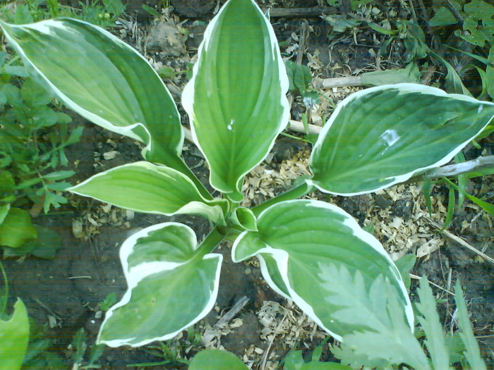 DSC05465 - hosta