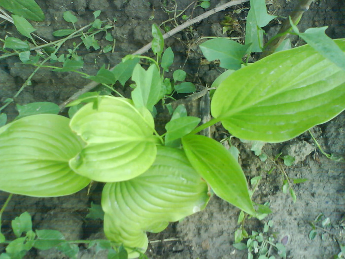 DSC05466 - hosta