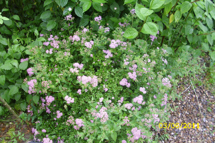 spirea little princess - Arbusti diversi din gradina mea