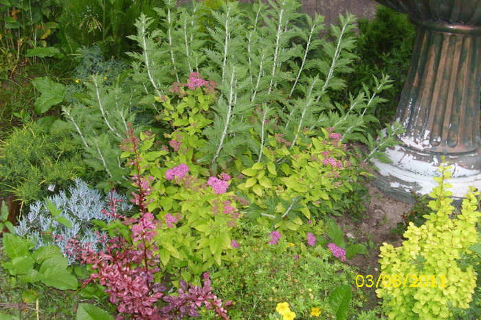 spirea golden princess