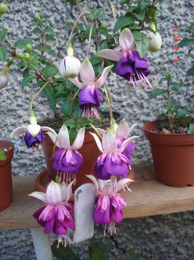 DSC01690 - Fuchsia 2011