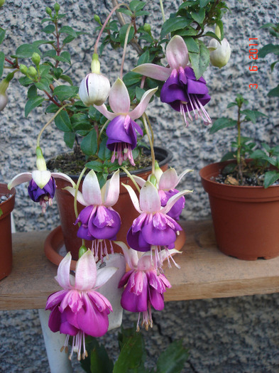 DSC01691 - Fuchsia 2011