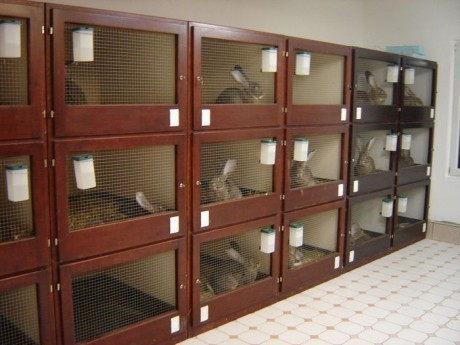 23994843_ECDWNGUYH - CRESCATORI GERMANIA SI AUSTRIA