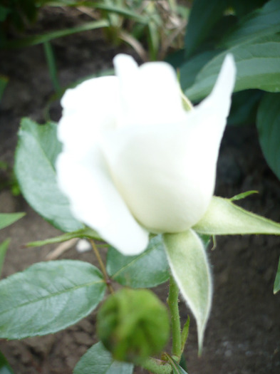 043
