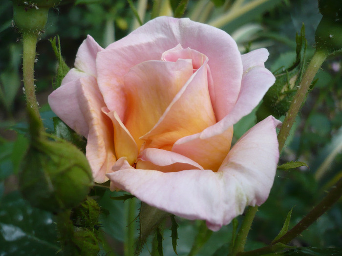 rosagold
