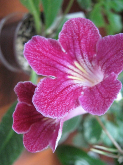  - streptocarpus Hope