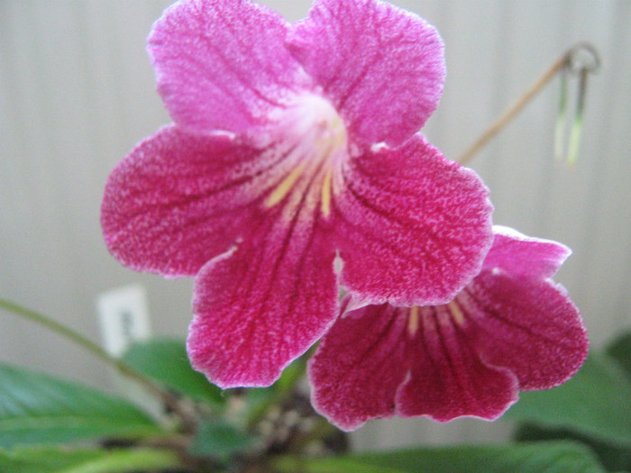  - streptocarpus Hope