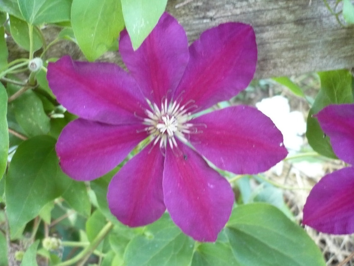 046 - clematis