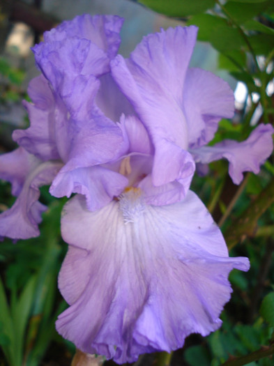 77. Epuizat - 0 IRISI DE VANZARE EPUIZAT