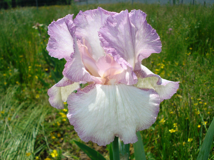 Epuizat - 0 IRISI DE VANZARE EPUIZAT