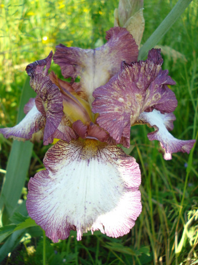 84. Epuizat - 0 IRISI DE VANZARE EPUIZAT