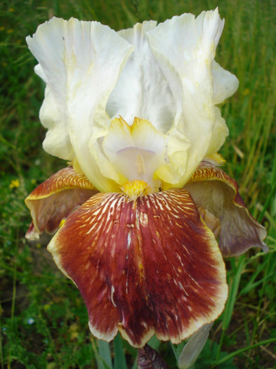 97. Epuizat - 0 IRISI DE VANZARE EPUIZAT