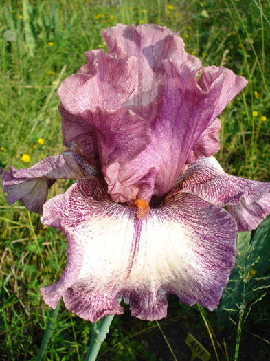 106. Epuizat - 0 IRISI DE VANZARE EPUIZAT