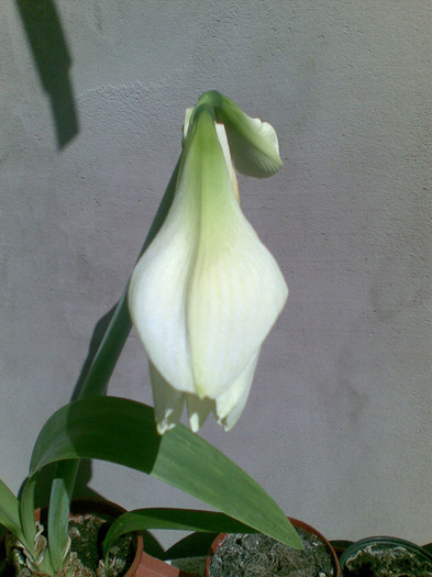 04062011 - amaryllis 2011