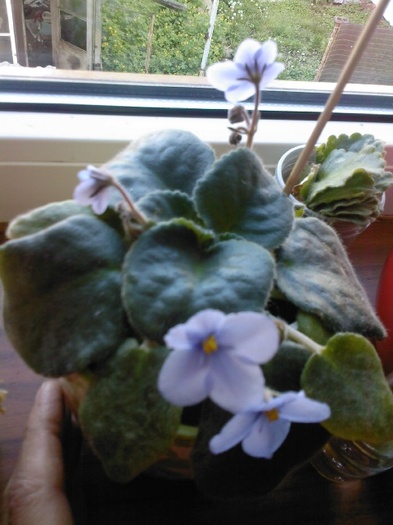 de la mihacalinescu-multumesc