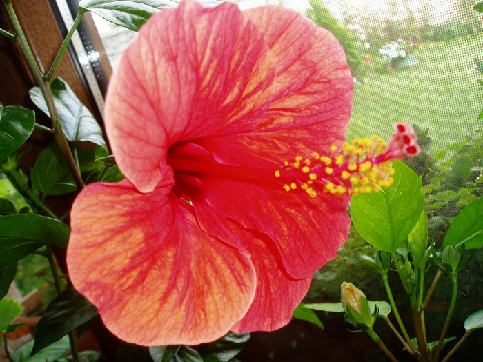 P1010045